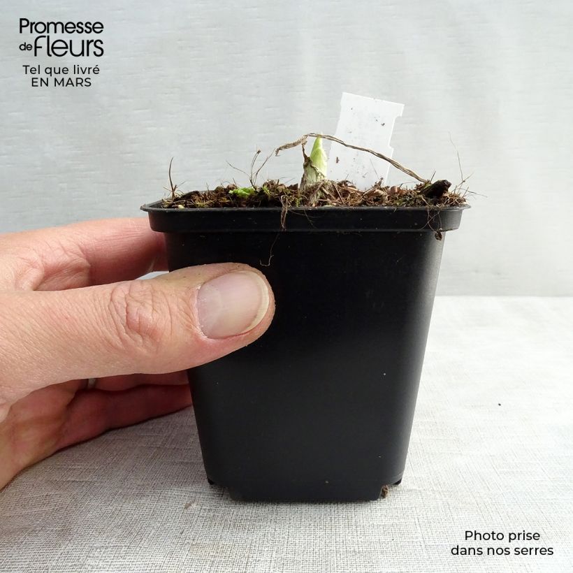 Hosta Royal Standard 8/9 cm pot sample as delivered in spring