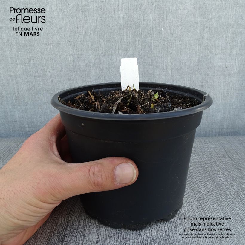 Hosta Royal Standard 2L/3L pot sample as delivered in winter