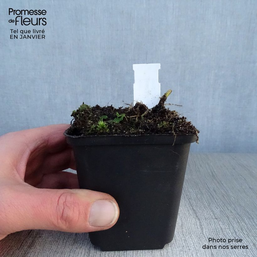 Hosta fluctuans Sagae 8/9 cm pot sample as delivered in winter