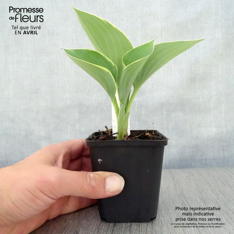 Hosta fluctuans Sagae 8/9 cm pot sample as delivered in spring