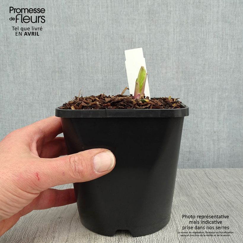 Hosta Saint Elmos Fire 1.5L/2L pot sample as delivered in spring
