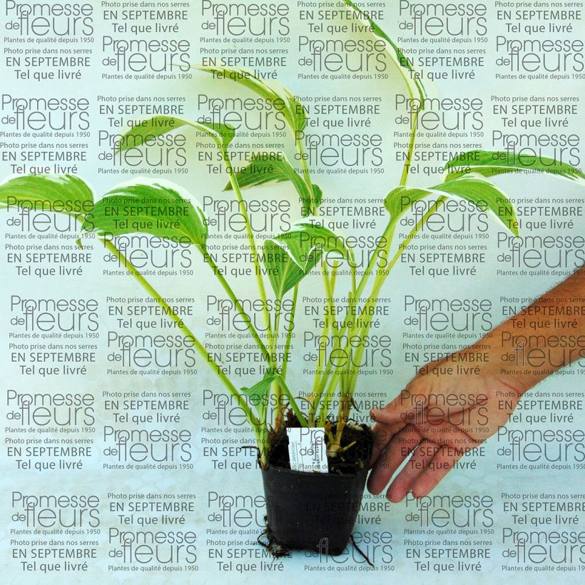 Example of Hosta Silver Crown 8/9 cm pot specimen as delivered