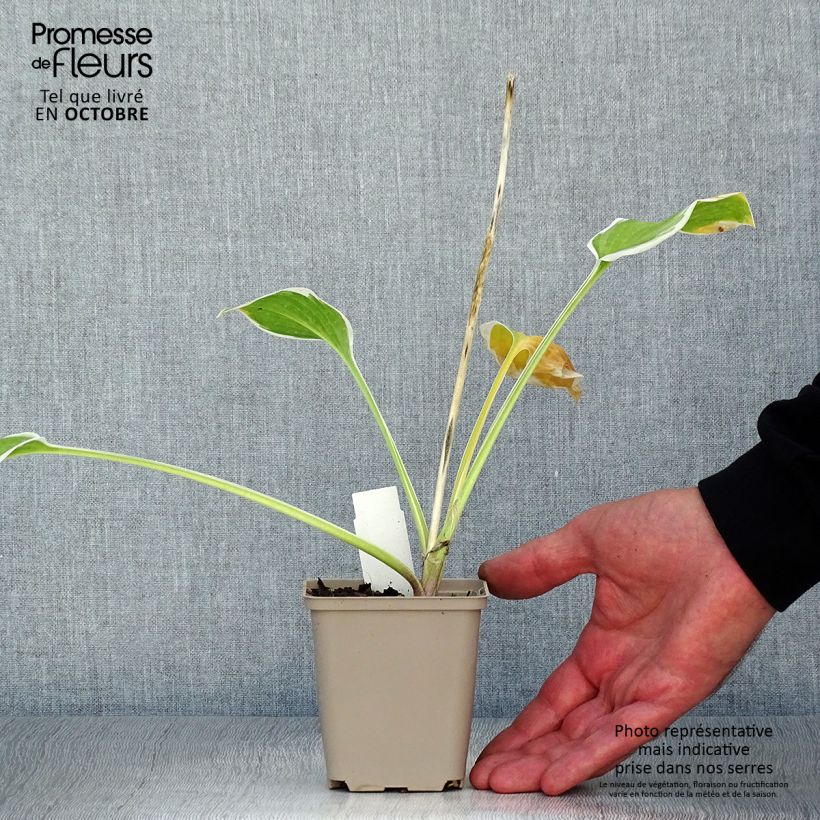 Hosta So Sweet 8/9 cm pot sample as delivered in autumn