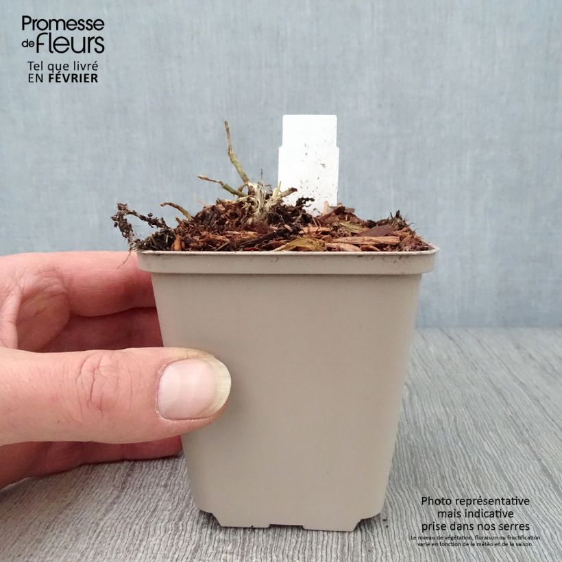 Hosta So Sweet 8/9 cm pot sample as delivered in winter