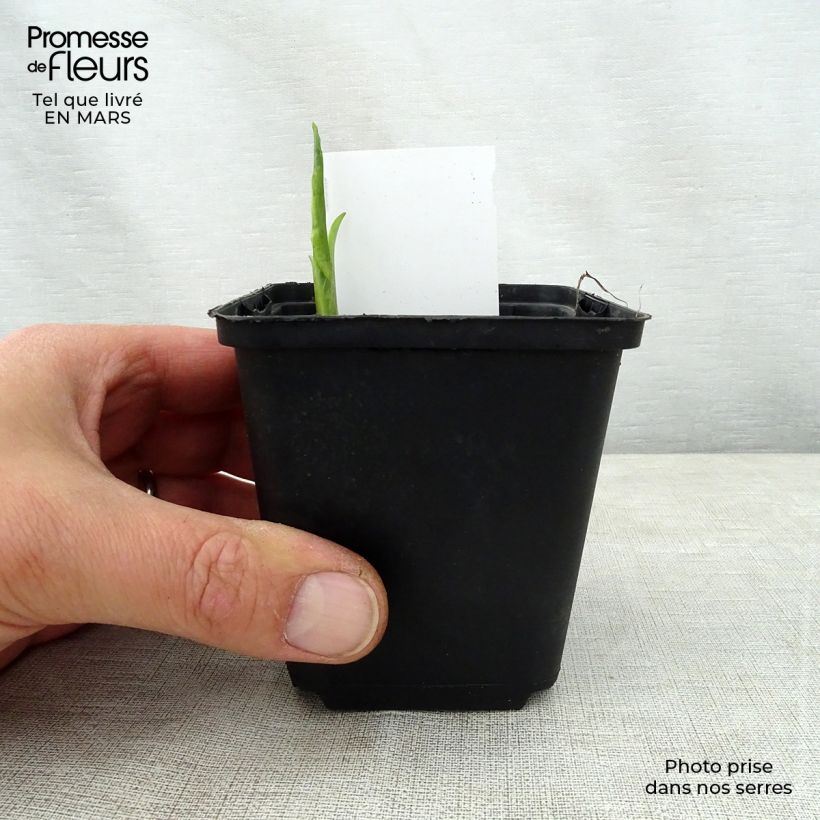 Hosta So Sweet 8/9 cm pot sample as delivered in spring