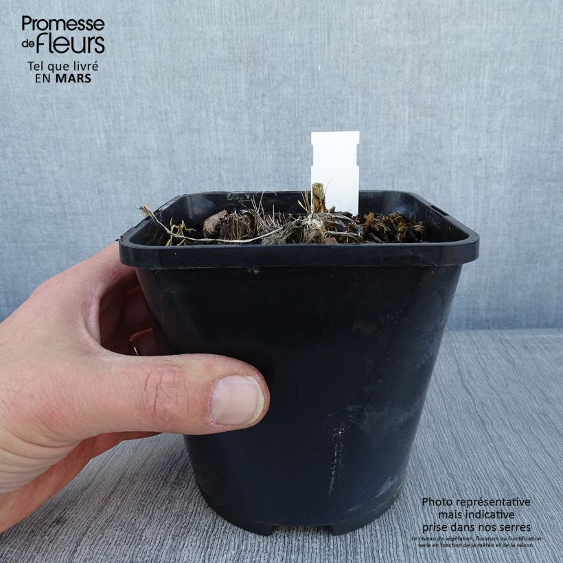 Hosta Spritzer 1.5L/2L pot sample as delivered in winter