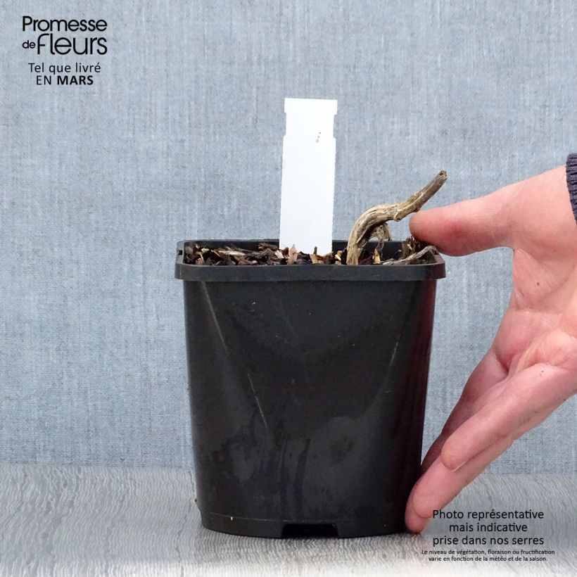 Hosta  Stand by Me 1.5L/2L pot sample as delivered in spring