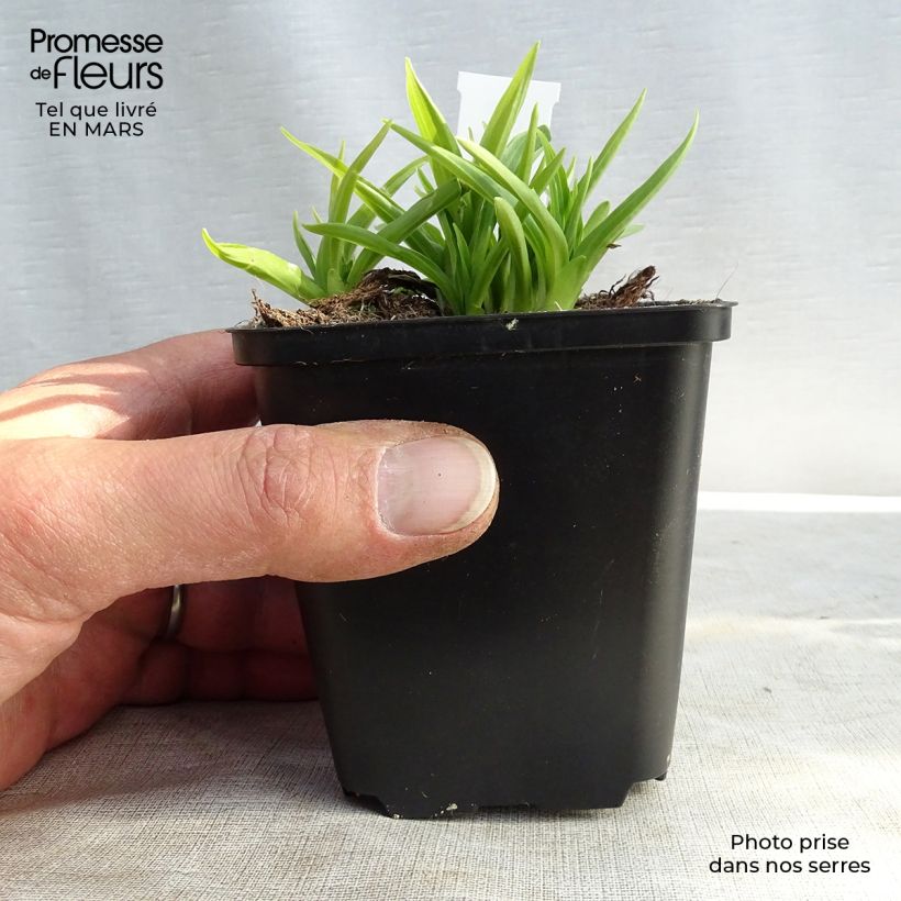 Hosta Stiletto 8/9 cm pot sample as delivered in winter