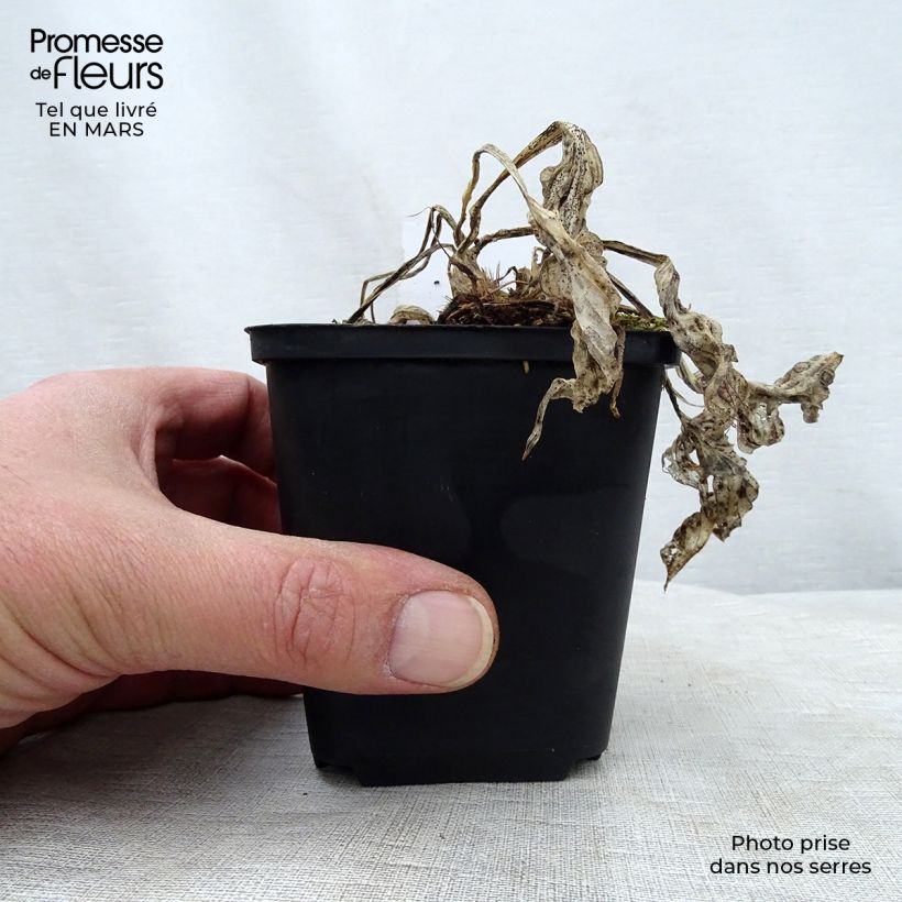 Hosta Striptease 8/9 cm pot sample as delivered in spring