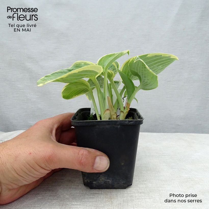 Hosta  Sugar Daddy 8/9 cm pot sample as delivered in spring