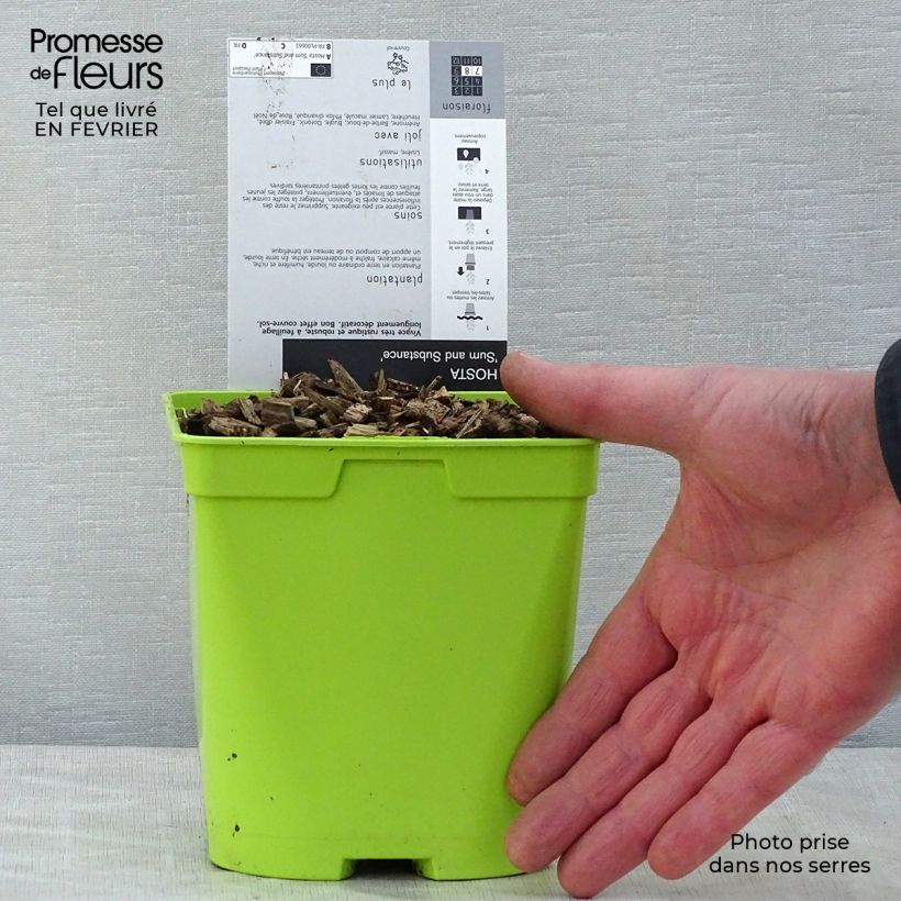 Hosta Sum and Substance 2L/3L pot sample as delivered in winter