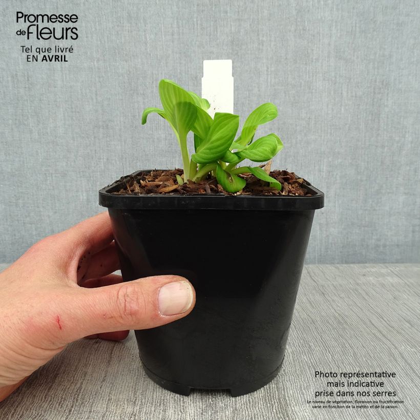 Hosta Sun Mouse 1.5L/2L pot sample as delivered in spring