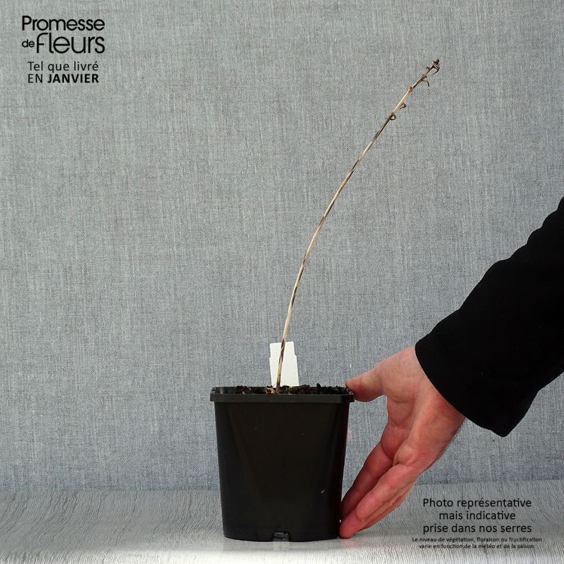 Hosta Touch Of Class 1.5L/2L pot sample as delivered in winter