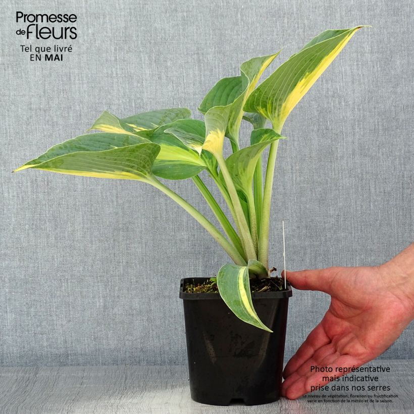 Hosta Touch Of Class 1.5L/2L pot sample as delivered in spring