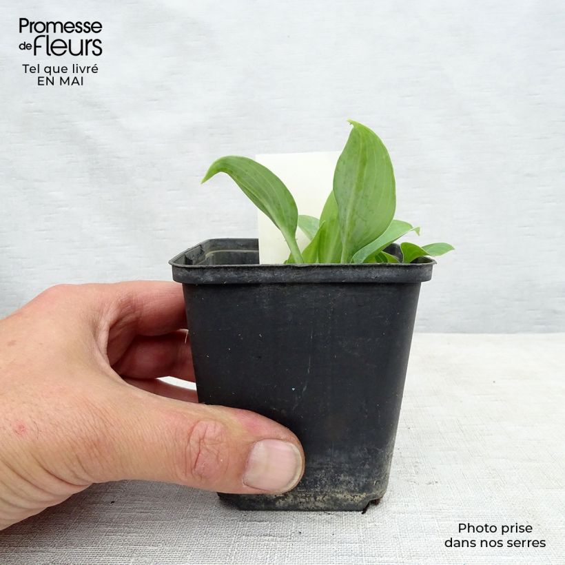 Hosta True Blue 8/9 cm pot sample as delivered in spring