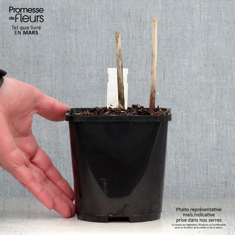 Hosta Victor 1.5L/2L pot sample as delivered in spring