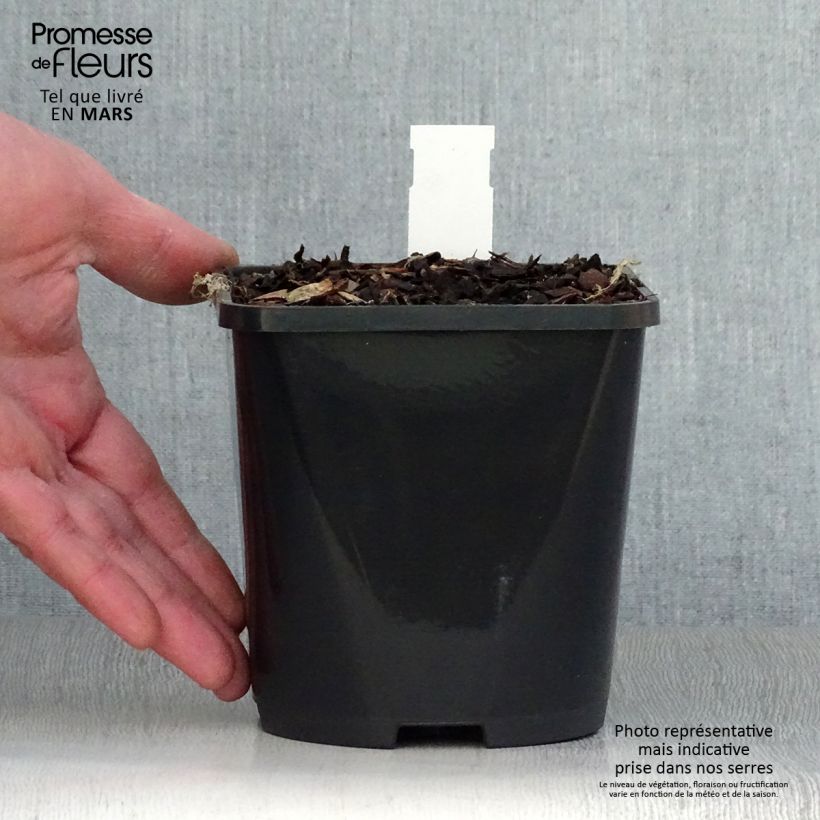 Hosta  Volcano Island 1.5L/2L pot sample as delivered in spring