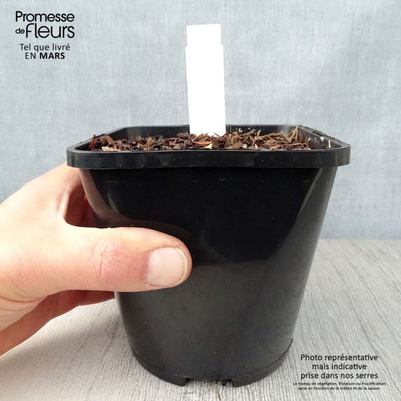 Hosta  Waterslide 1.5L/2L pot sample as delivered in spring