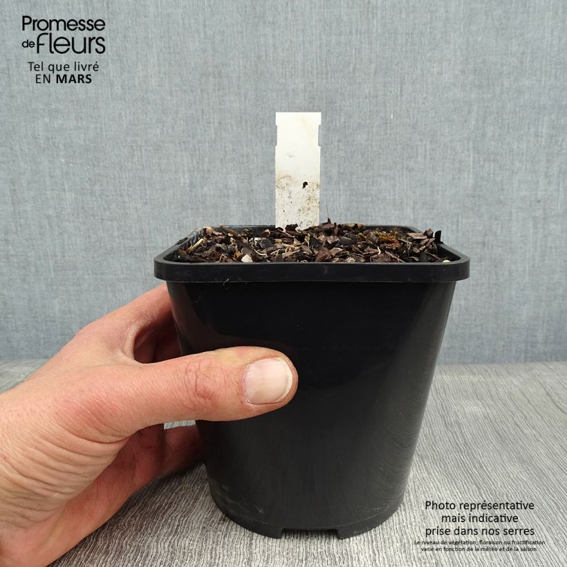 Hosta Wheee! 1.5L/2L pot sample as delivered in winter