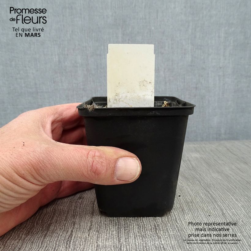 Hosta White On 8/9 cm pot sample as delivered in winter