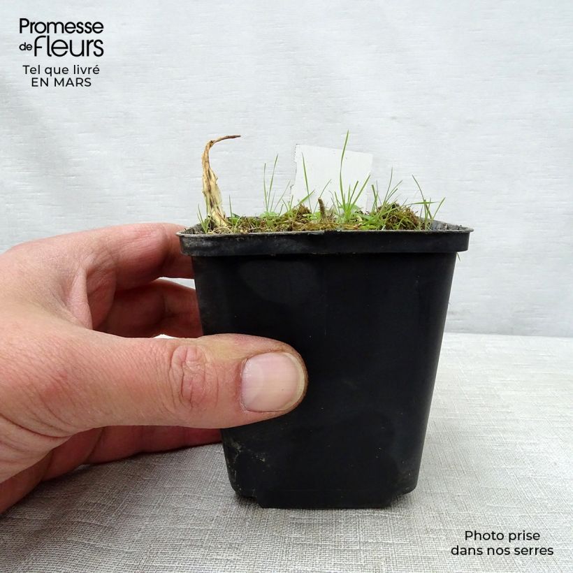 Hosta  White Trumpets 8/9 cm pot sample as delivered in spring