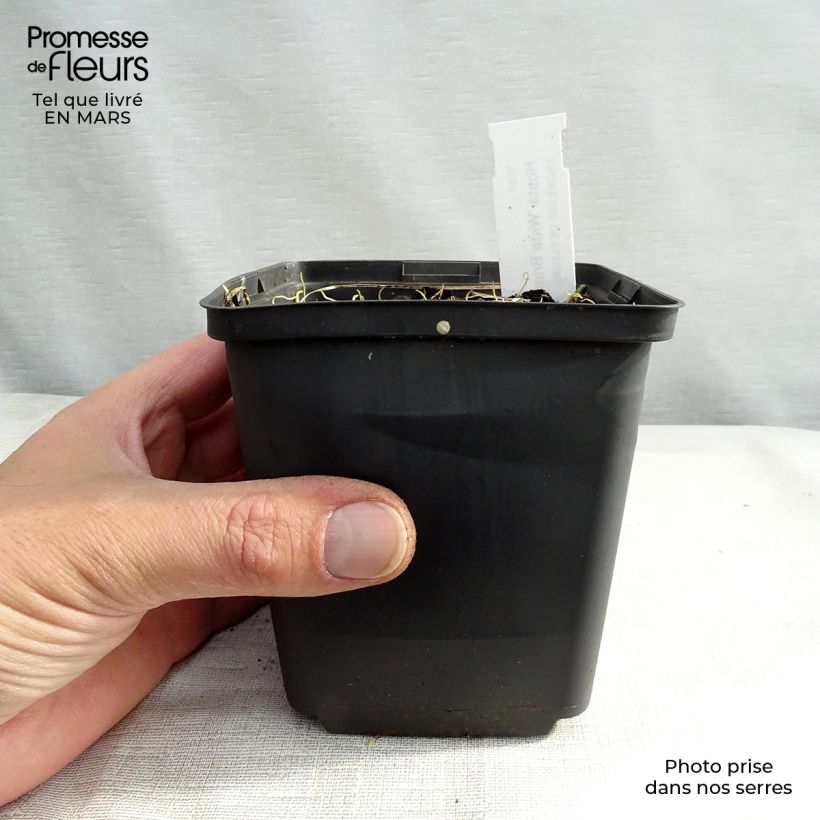 Hosta Wide Brim 8/9 cm pot sample as delivered in winter