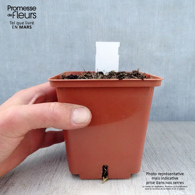 Hosta  Winter Snow 1L/1.5L pot sample as delivered in spring