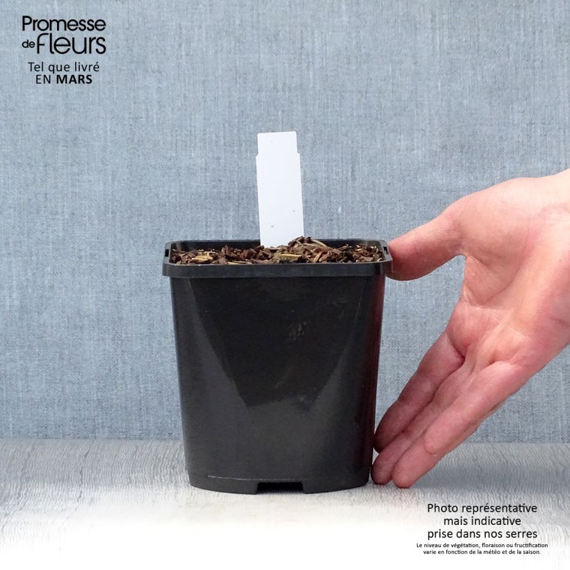 Hosta Wu-La-La - Plantain Lily 1.5L/2L pot sample as delivered in spring