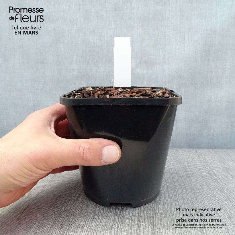 Hosta Yellow Polka Dot Bikini 1.5L/2L pot sample as delivered in spring