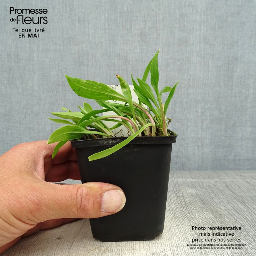 Hosta clausa var. normalis 8/9 cm pot sample as delivered in spring