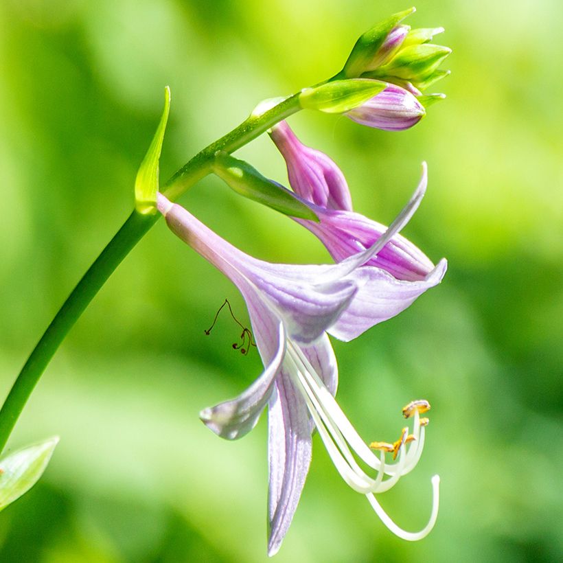 Hosta clausa var. normalis (Flowering)