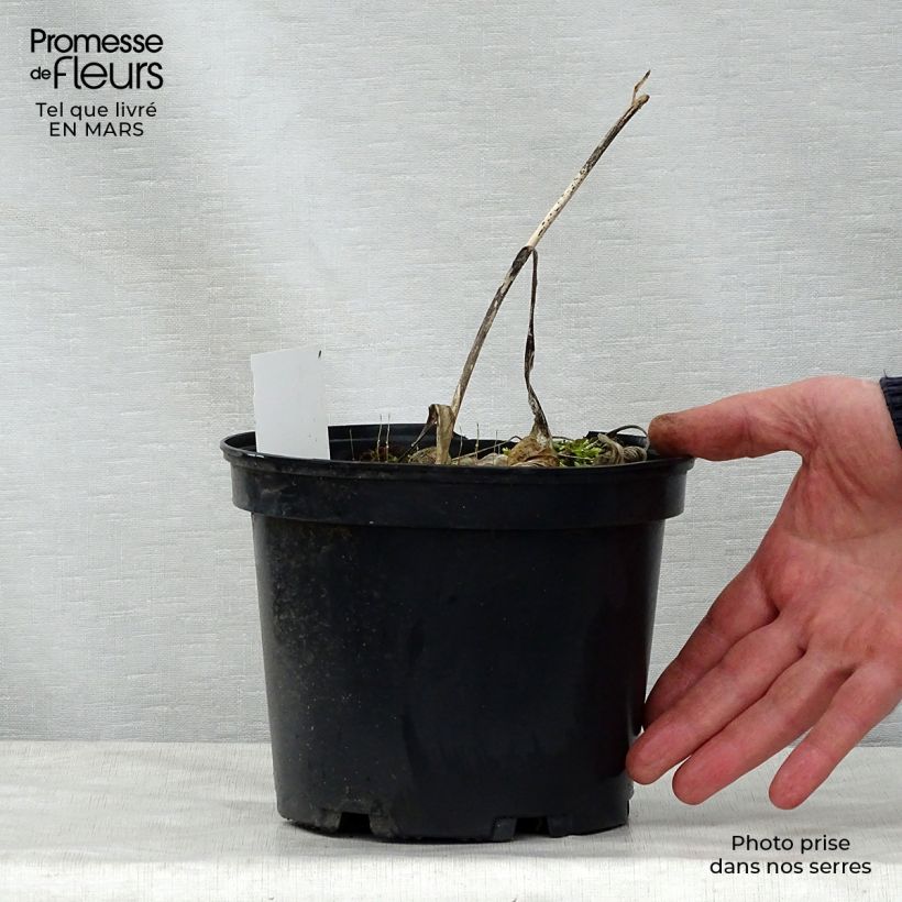 Hosta fortunei albopicta 2L/3L pot sample as delivered in spring