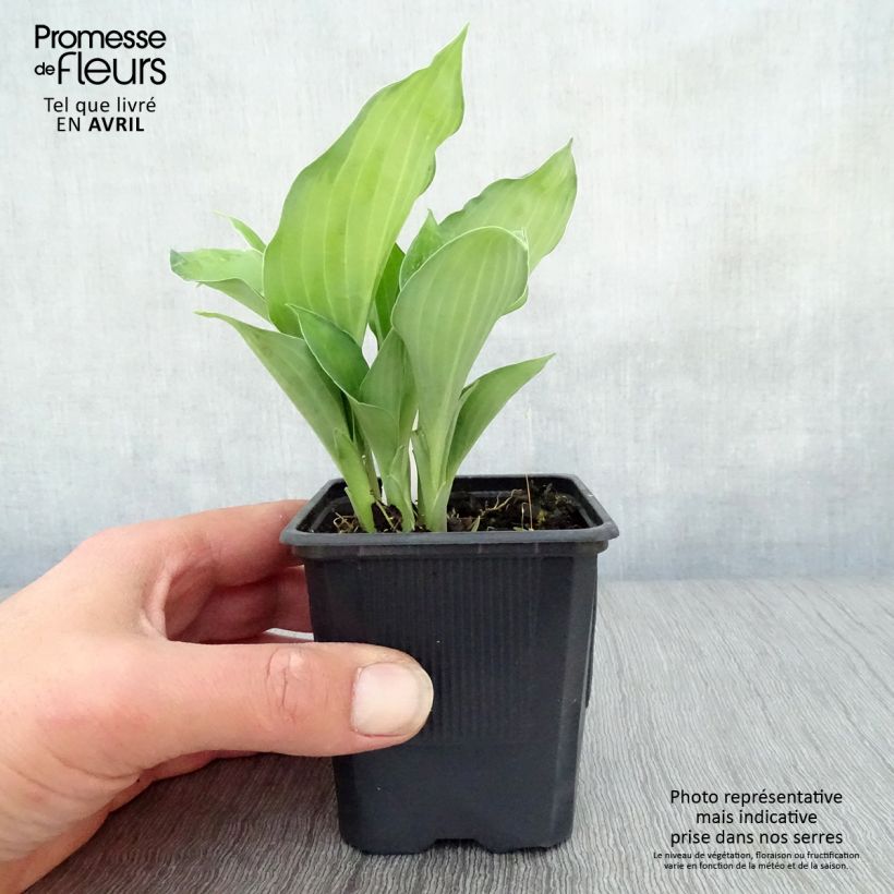Hosta fortunei Gold Standard 8/9 cm pot sample as delivered in spring