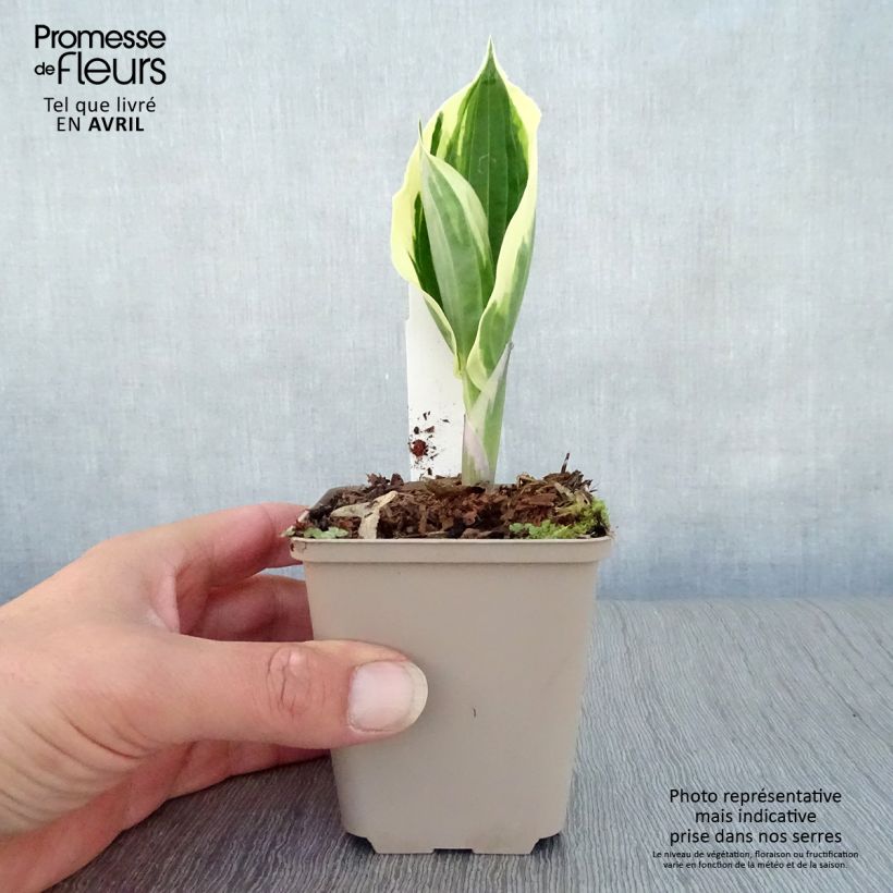 Hosta fortunei Patriot 8/9 cm pot sample as delivered in spring