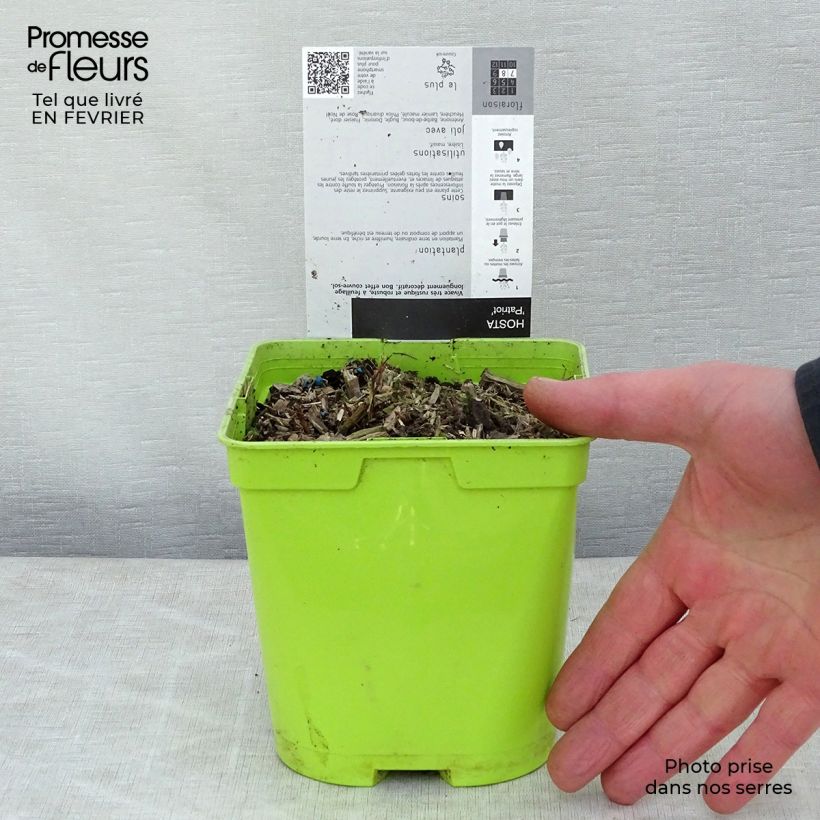 Hosta fortunei Patriot 2L/3L pot sample as delivered in winter