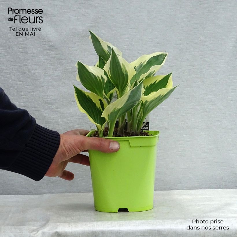 Hosta fortunei Patriot 2L/3L pot sample as delivered in spring