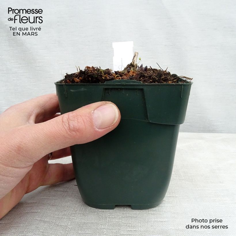 Hosta montana Yellow River 8/9 cm pot sample as delivered in winter