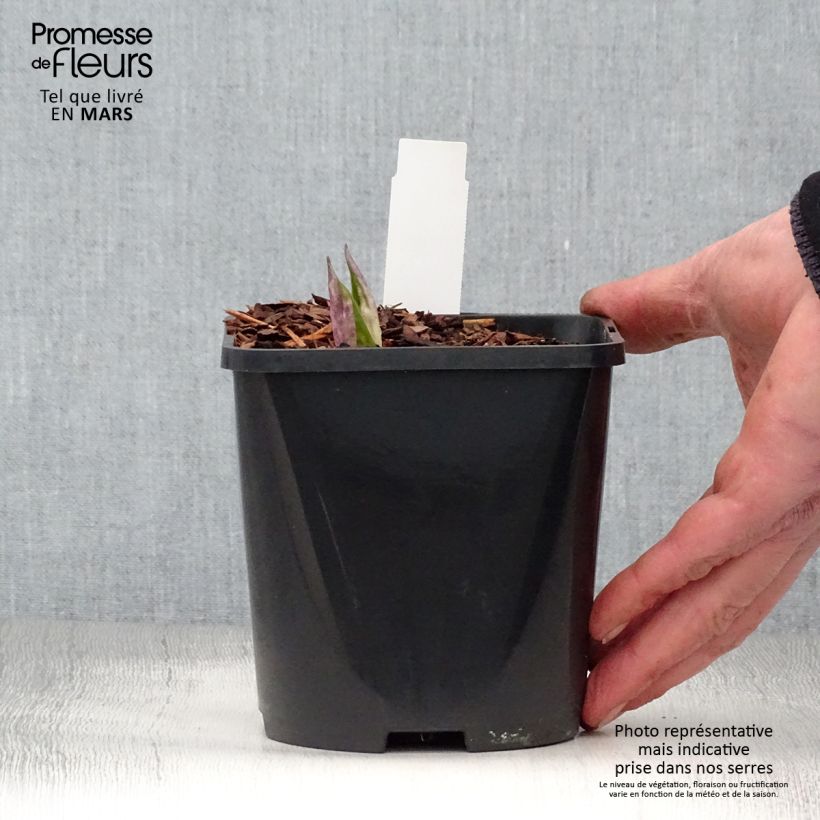 Hosta Fireworks 1.5L/2L pot sample as delivered in spring