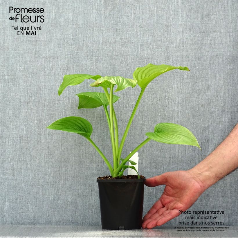 Hosta plantaginea Venus 1.5L/2L pot sample as delivered in spring