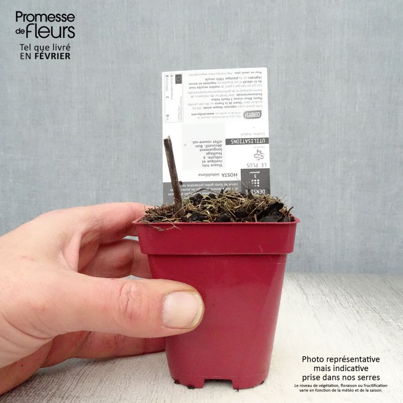 Hosta sieboldiana  8/9 cm pot sample as delivered in winter