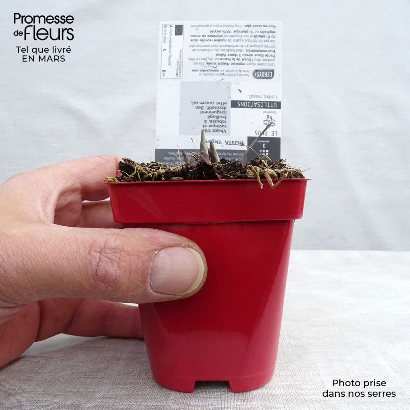 Hosta sieboldiana var. elegans - Plantain Lily 8/9 cm pot sample as delivered in winter