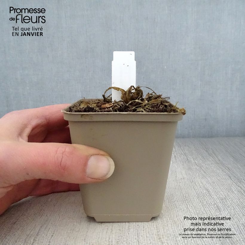 Hosta sieboldii Kabitan 8/9 cm pot sample as delivered in winter