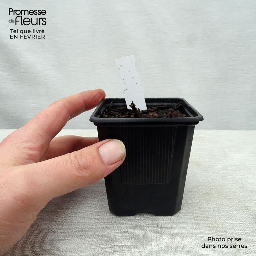 Hosta undulata albomarginata 8/9 cm pot sample as delivered in winter