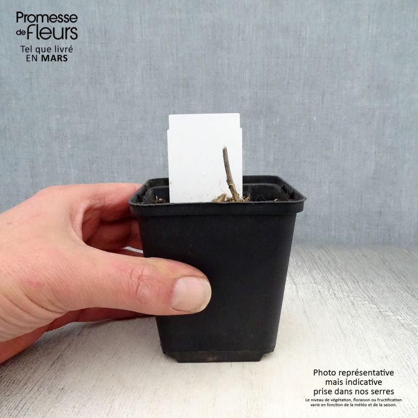 Hosta undulata var. univittata 8/9 cm pot sample as delivered in spring