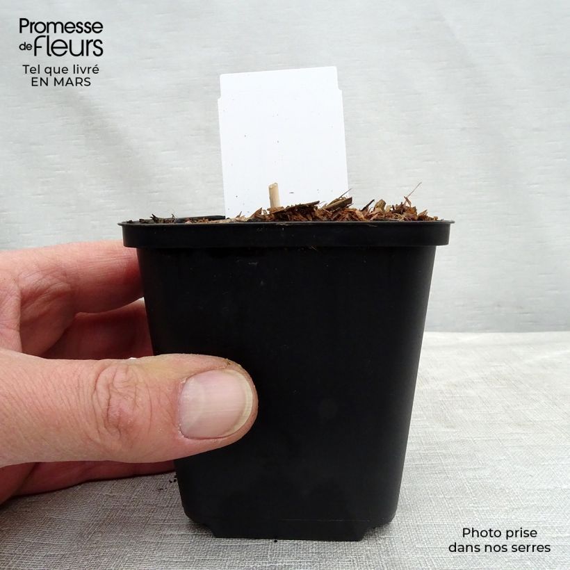 Hosta ventricosa 8/9 cm pot sample as delivered in spring