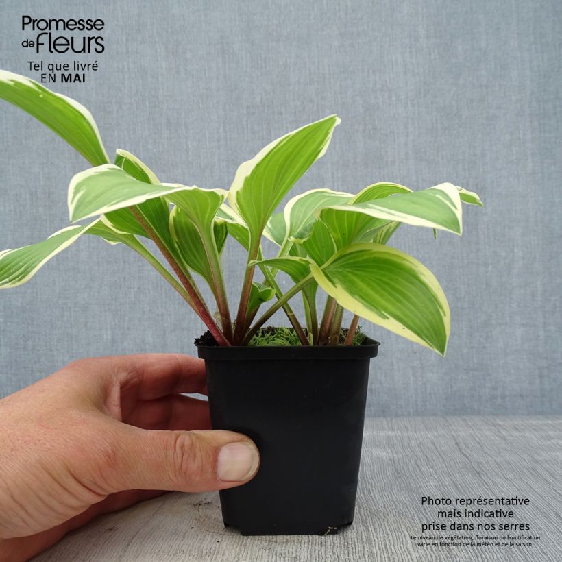Hosta Yellow splash rim 8/9 cm pot sample as delivered in spring