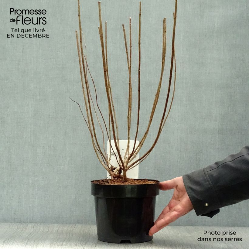 Hydrangea paniculata Limelight 3L/4L pot sample as delivered in winter