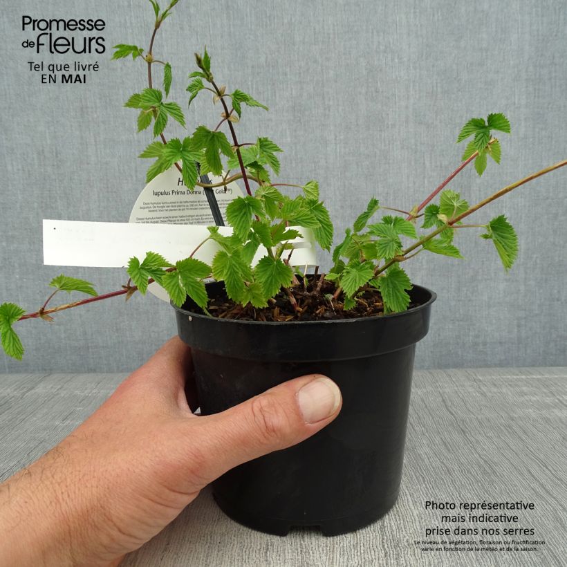 Humulus lupulus Prima Donna - Hop 1.5L/2L pot sample as delivered in spring