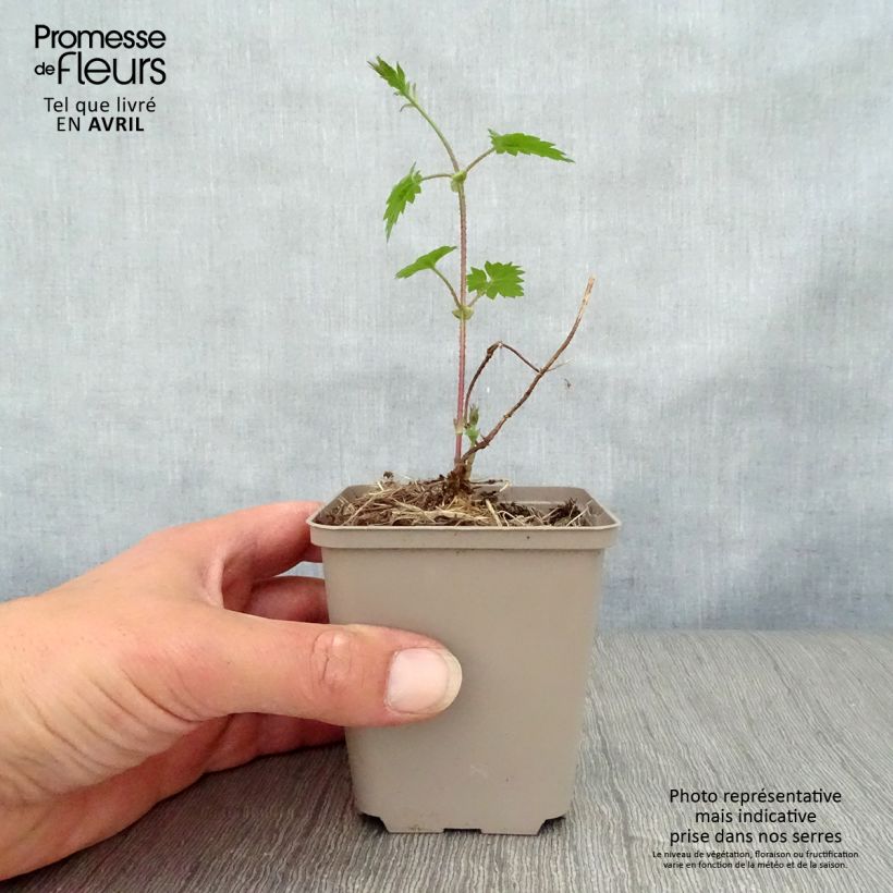 Humulus lupulus - Common Hop 8/9 cm pot sample as delivered in spring