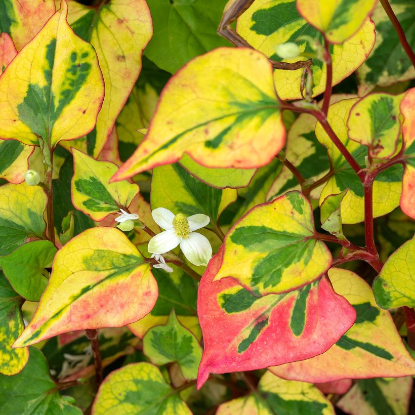 Houttuynia cordata Chameleon (Flowering)